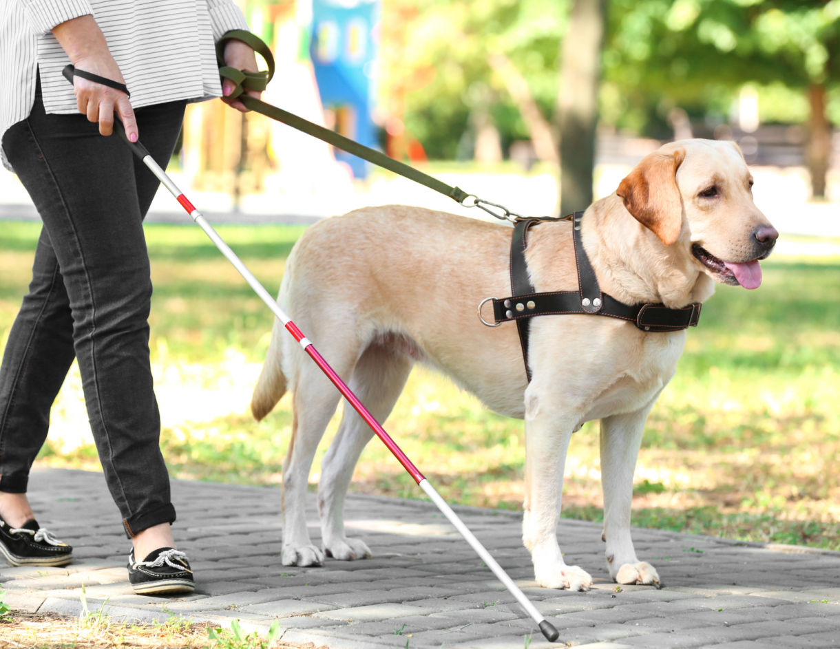 A woman using a white cane walks with a service dog.