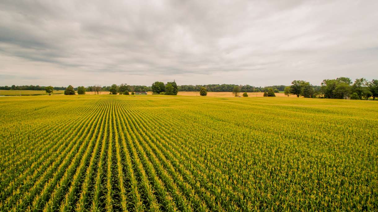 Corn Field Image