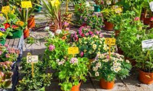 Plant Sale