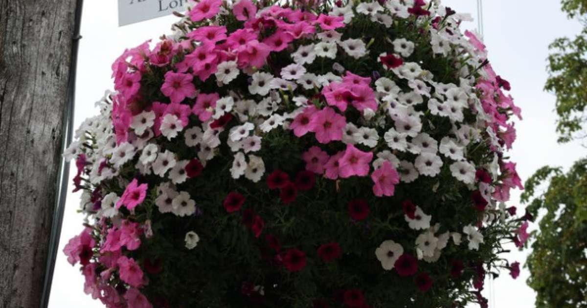 Flower Box In Programming Flower Baskets & Planter Boxes Program | Southwest Middlesex